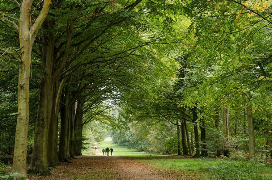 Felbrigg oct 2016 880x583