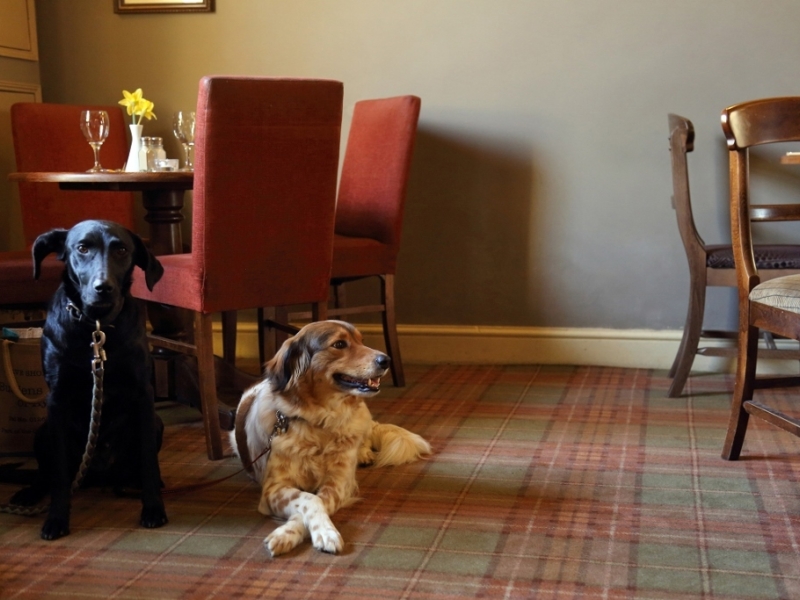 Dogs in the bar at The Black Boys Hotel Aylsham 1024x683